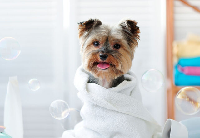 5 prodotti per la cura del pelo del cucciolo di cane, i migliori