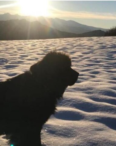 Cucciolo di cane eroe viene a mancare: il ricordo indelebile