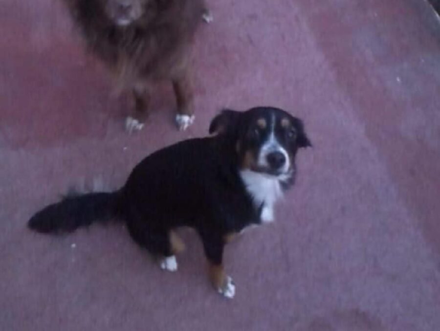 cagnolina petto bianco contrasto colore 