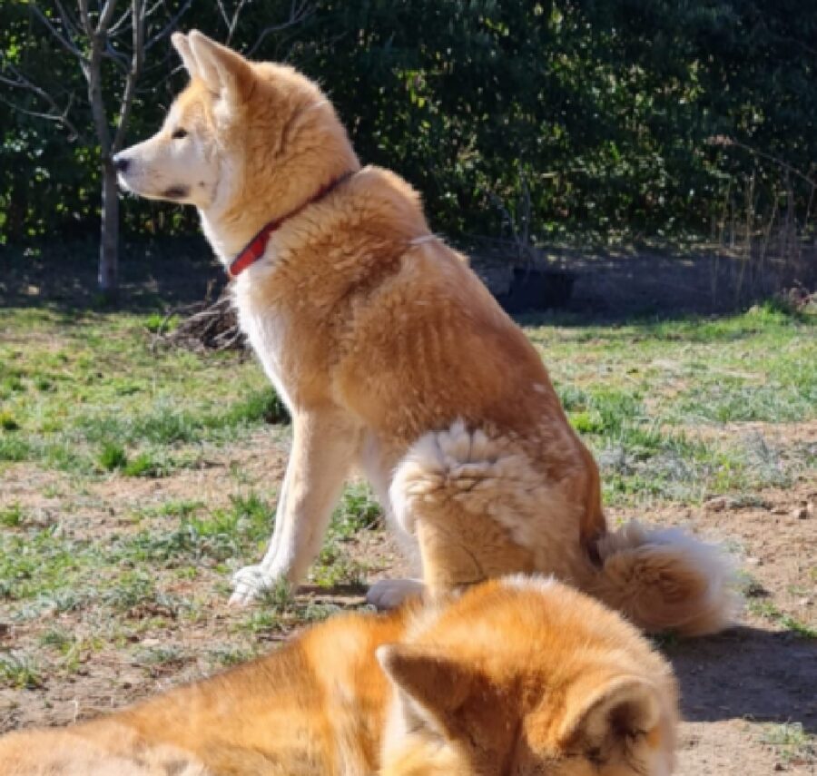 cane akita inu accanto altro cucciolo 