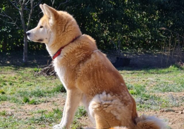 Rubiana, proprietari danno il via alle ricerche per Isamu, un cane Akita Inu tristemente smarrito