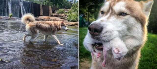 Husky trova dei gattini abbandonati e diventa la loro nuova mammina