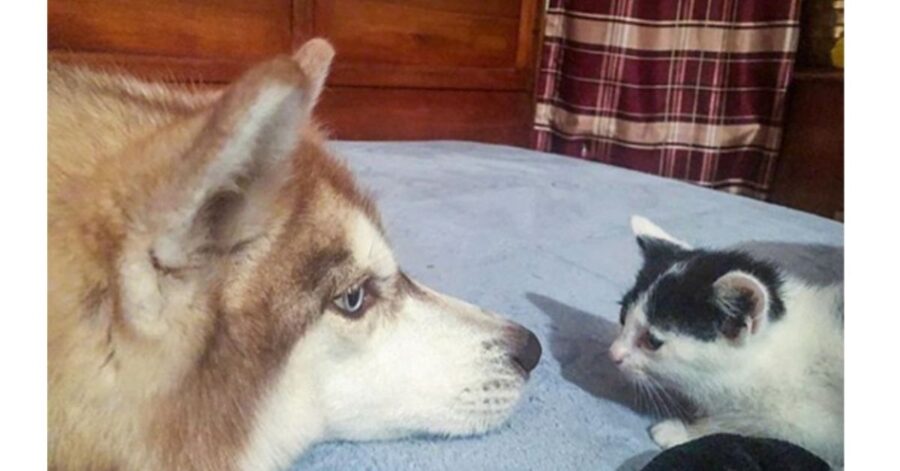 Husky trova dei gattini abbandonati e diventa la loro nuova mammina