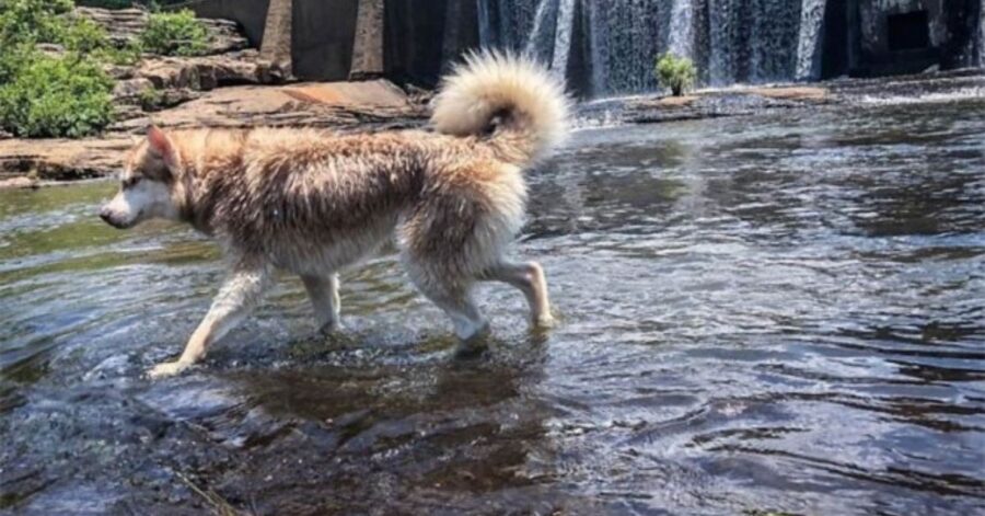 Husky trova dei gattini abbandonati e diventa la loro nuova mammina