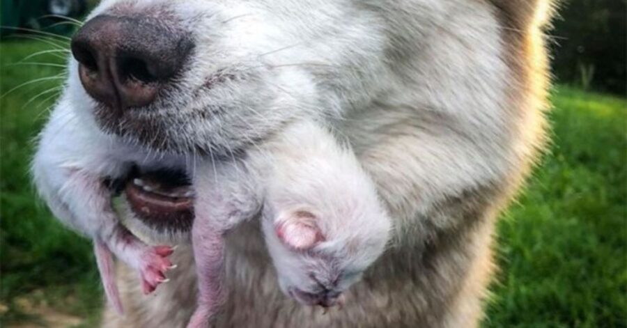 Husky trova dei gattini abbandonati e diventa la loro nuova mammina