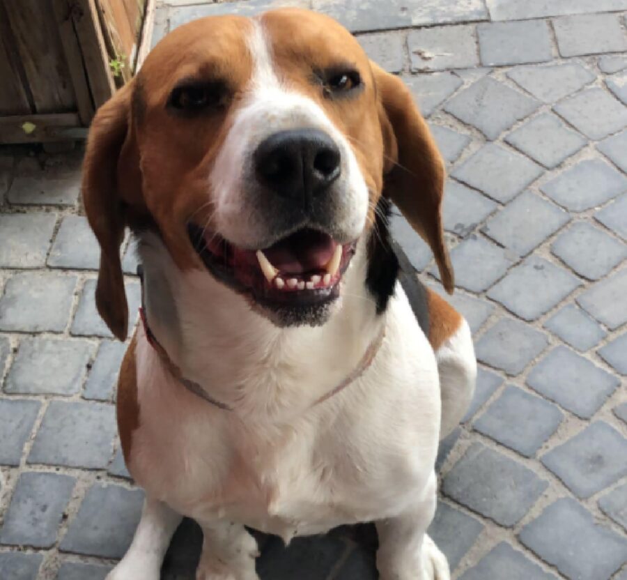 cane beagle sorridente 