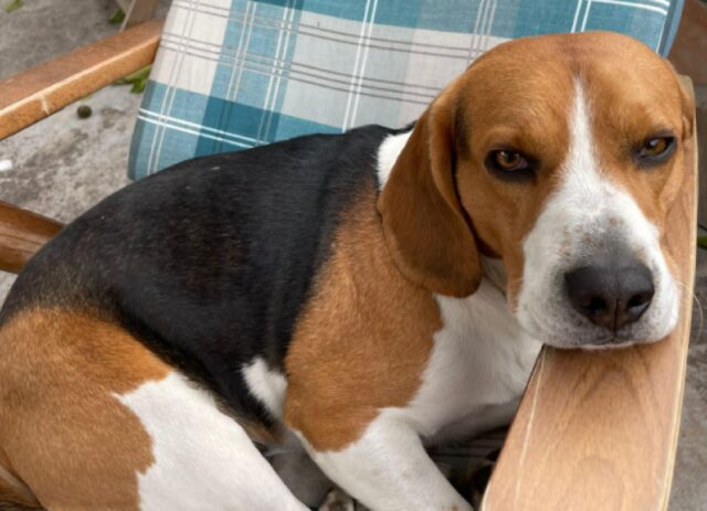 San Pietro, offresi ricompensa per il ritrovamento di Dylan, un cagnolino Beagle dolce ed amichevole