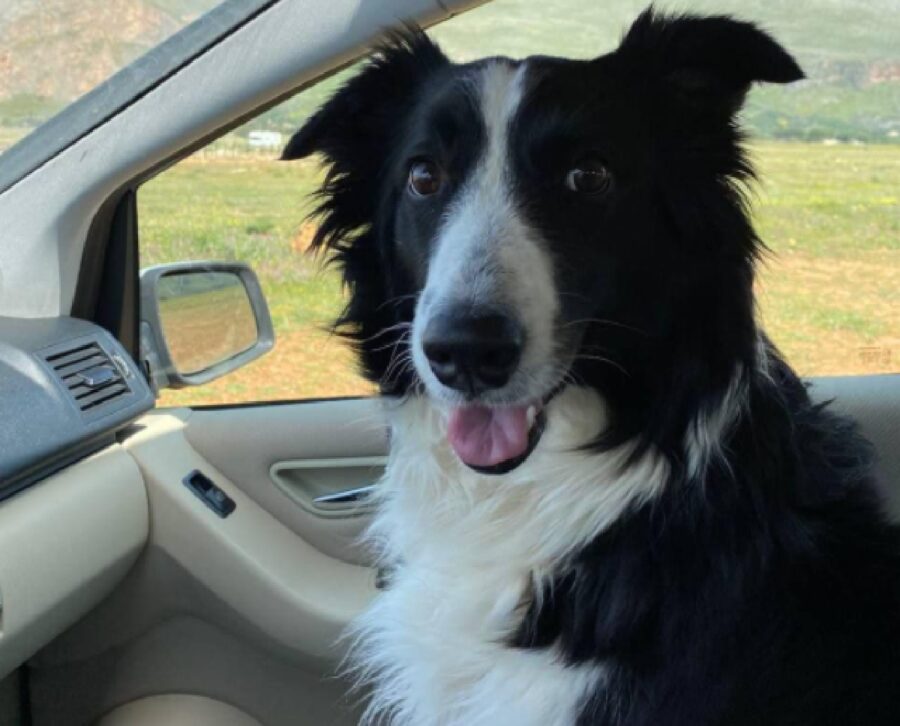 cucciola di cane dentro auto 