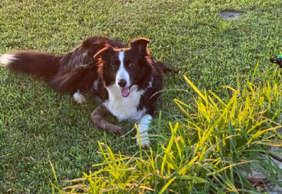 cagnolina nome lara sul prato 