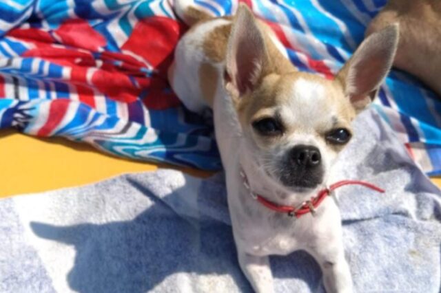 Serino, proprietari alla ricerca della dolce Chihuahua di nome Milly, la cagnolina si è persa