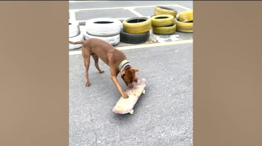 simpatico cagnolino va sullo skateboard per la prima volta