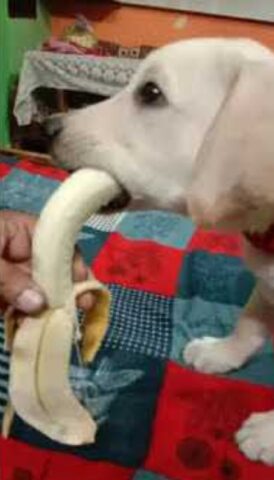 Simpatico cagnolino mangia una banana per la prima volta (VIDEO)