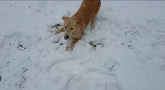Simpatico cagnolino vede la neve per la prima volta (VIDEO)