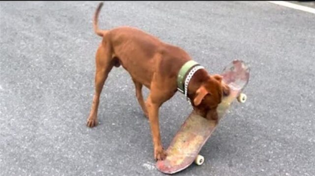 Simpatico cagnolino va sullo skateboard per la prima volta (VIDEO)