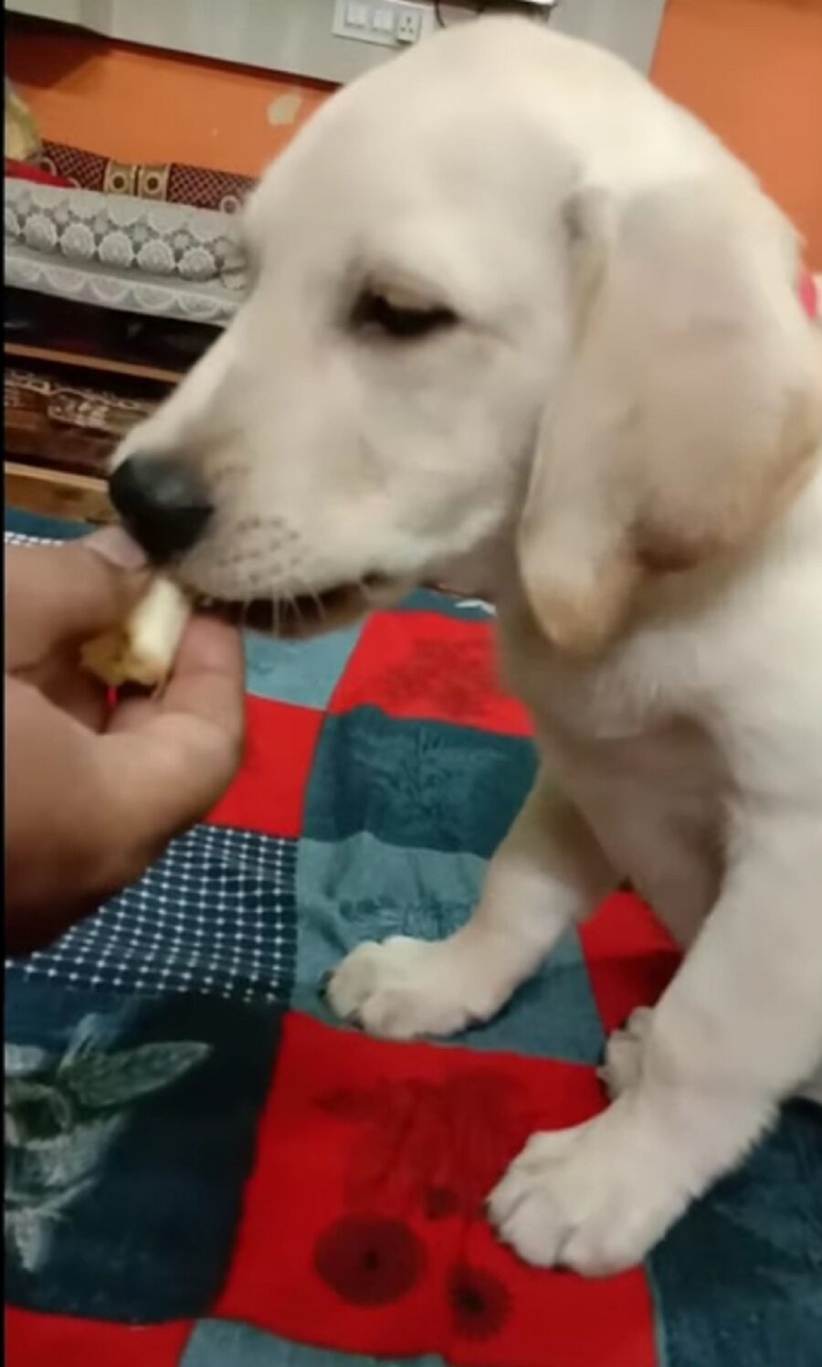 simpatico cagnolino mangia una banana