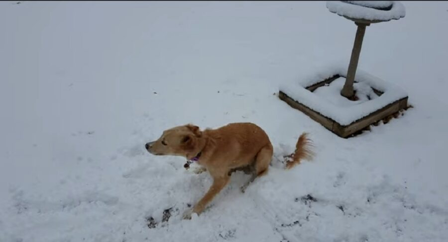 simpatico cagnolino vede la neve per la prima volta