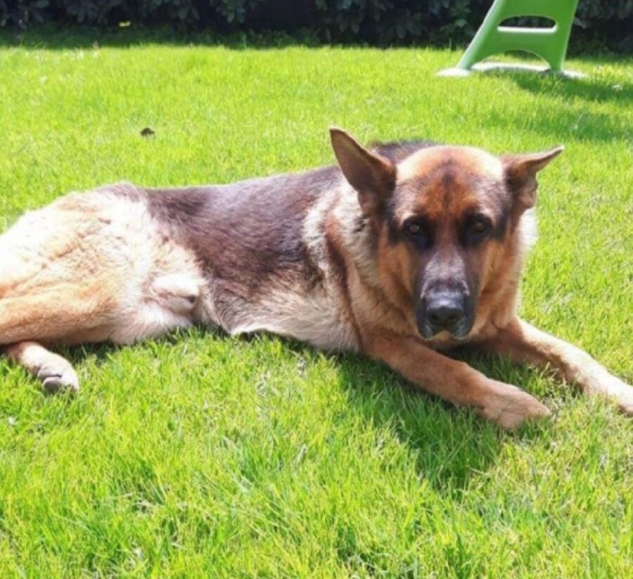 cane prende il sole all'aperto 