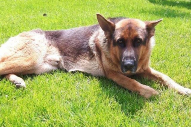 Taurianova, disperso un cane Pastore Tedesco di nome Argo, non fa ritorno a casa da mesi