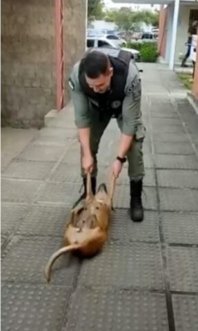 Cucciola di cane simpatica gioca al tiro alle zampe