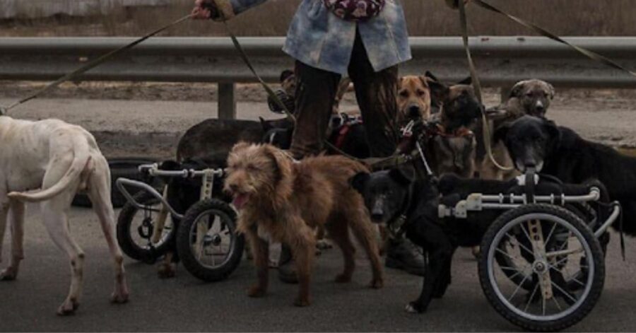 Donna ucraina porta in salvo cani disabili e anziani insieme al marito