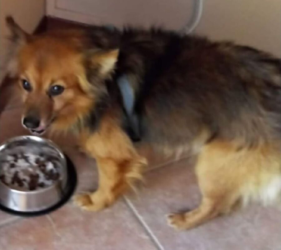 cagnolino simba pettorina azzurra 