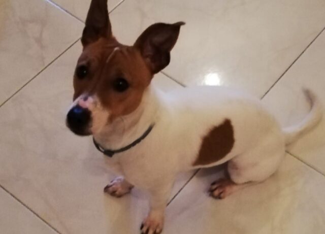 Villa Literno, un cucciolo Jack Russell di nome Arnò è scomparso, l’appello per riportarlo a casa