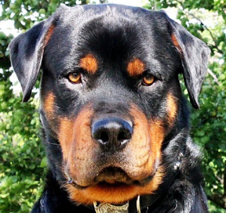 cane ronnie maschio rottweiler 