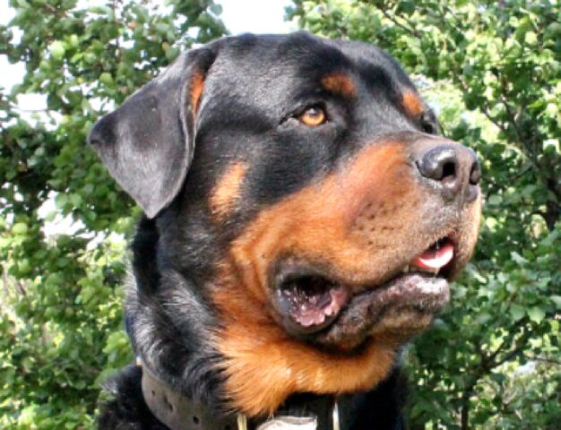 Volla, Ronnie non può essere svanito nel nulla, questo cane Rottweiler di 6 anni deve tornare dal proprietario