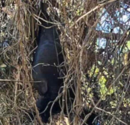 Cucciolo di cane rimane impigliato ad un albero e perde la zampetta