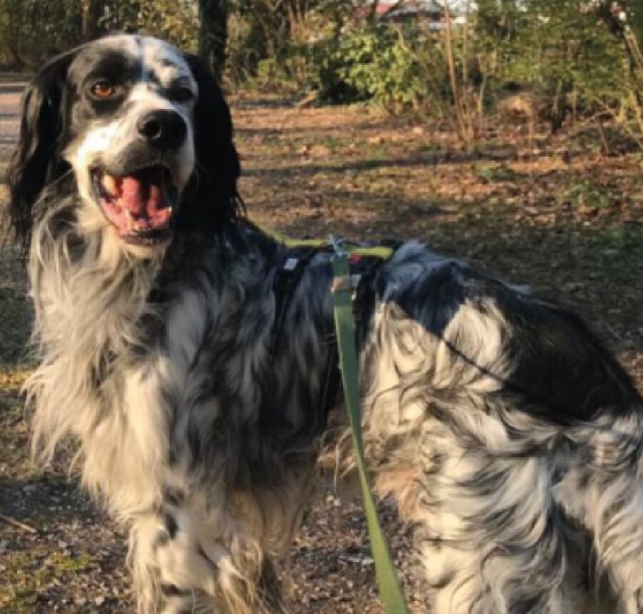 cane sole lo illumina