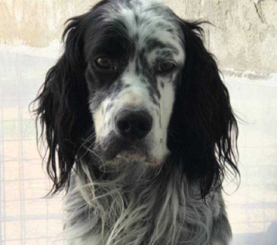 cane simil setter macchia nera occhio 