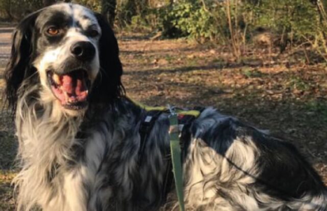 Zibido San Giacomo, Muso è scappato dalla famiglia adottante, il cucciolo potrebbe essere disorientato