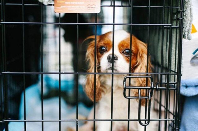 108 cagnolini sono stati salvati dall’allevamento in cui venivano maltrattati
