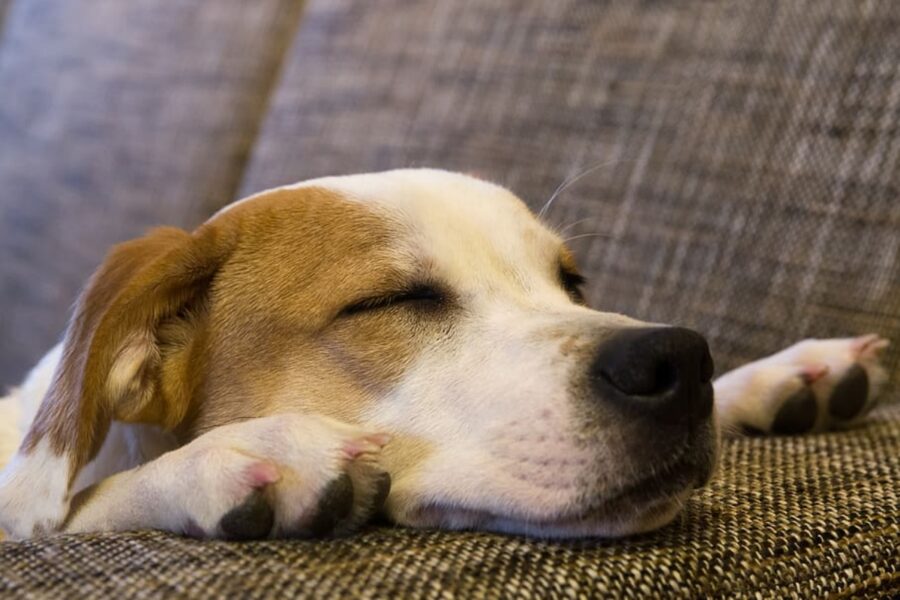 cucciolo sonno