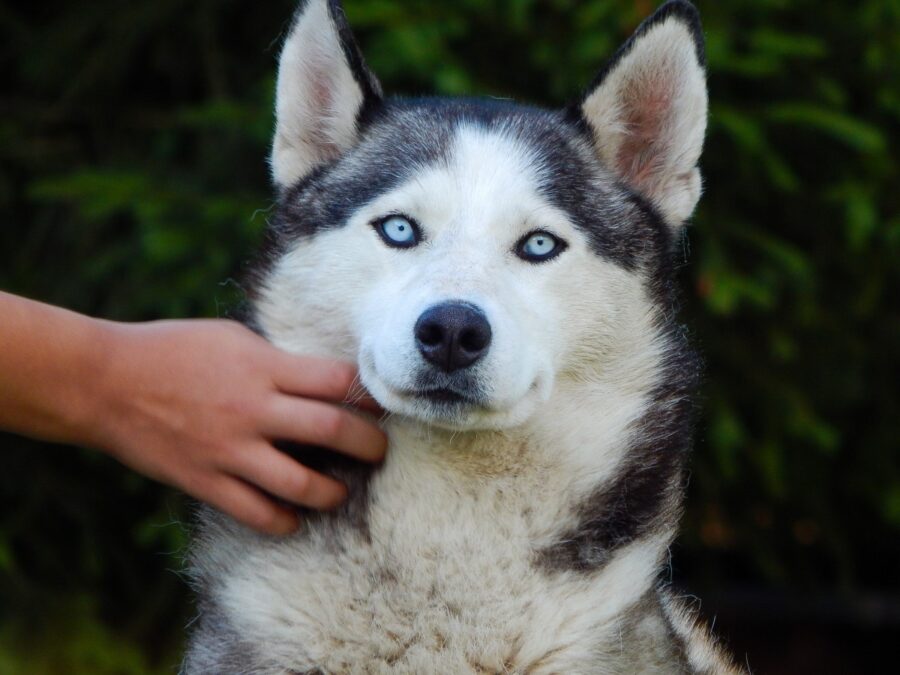 cane husky