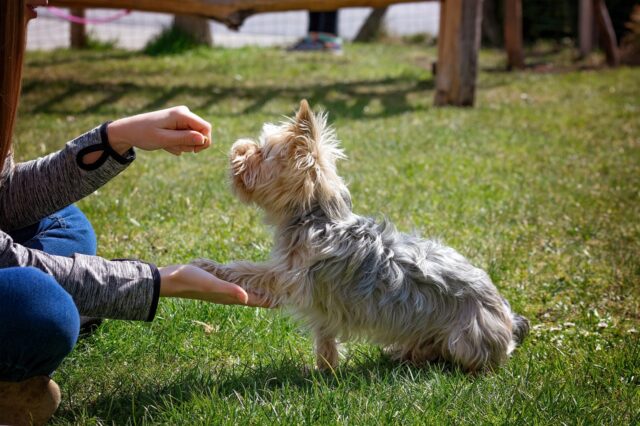 4 modi migliori per addestrare un cane molto difficile da gestire