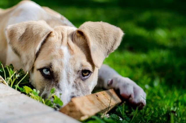 5 consigli per evitare che il cane si metta a ringhiare mentre mangia