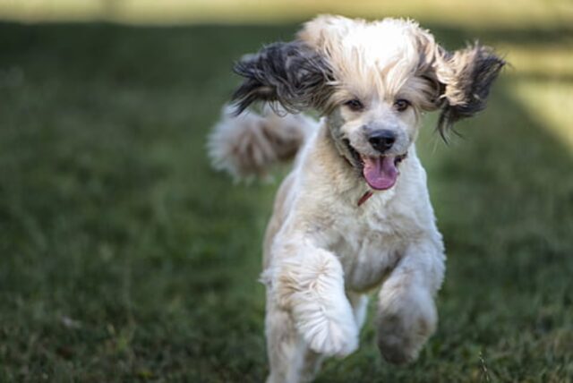 5 foto che dimostrano come i cani abbiano una logica tutta loro