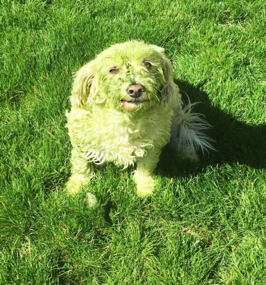 cucciolo erba
