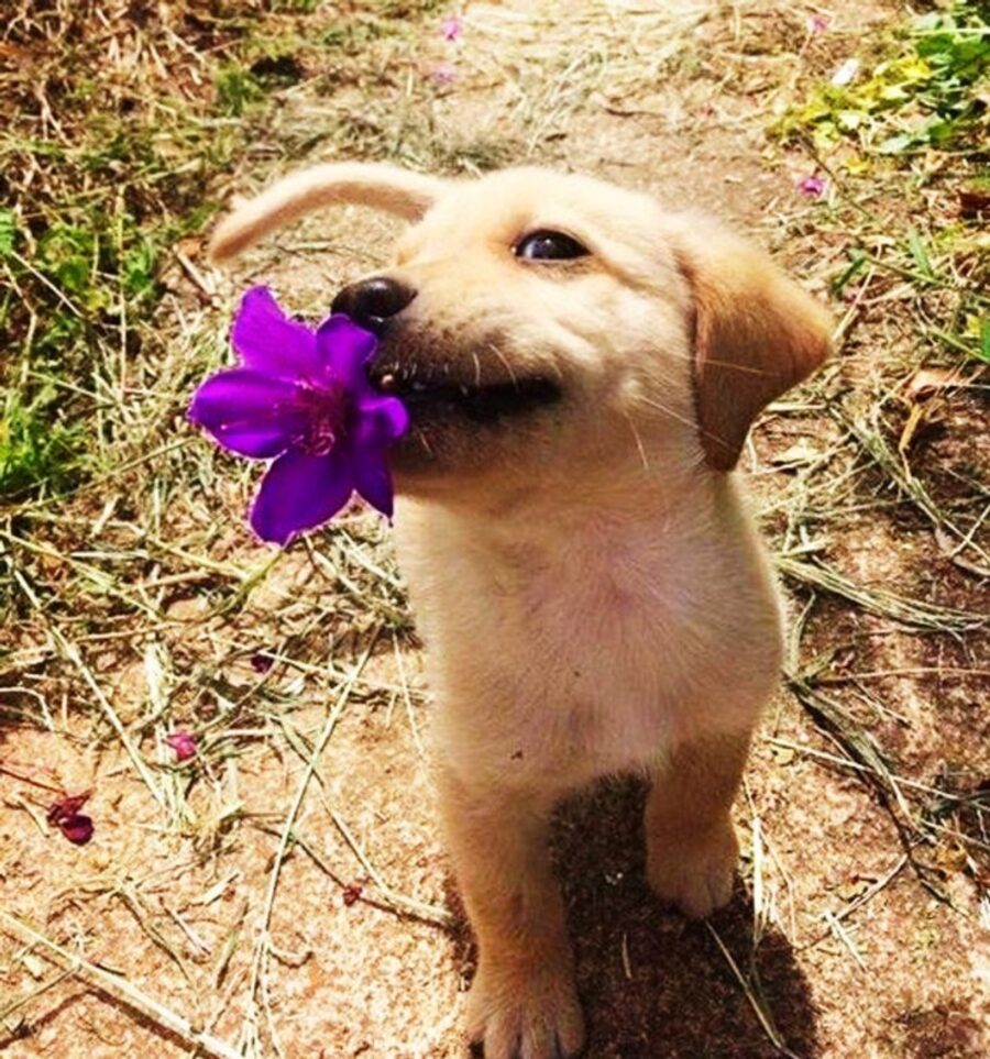 cagnolino dolce