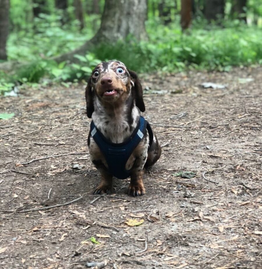 cane buffo sguardo