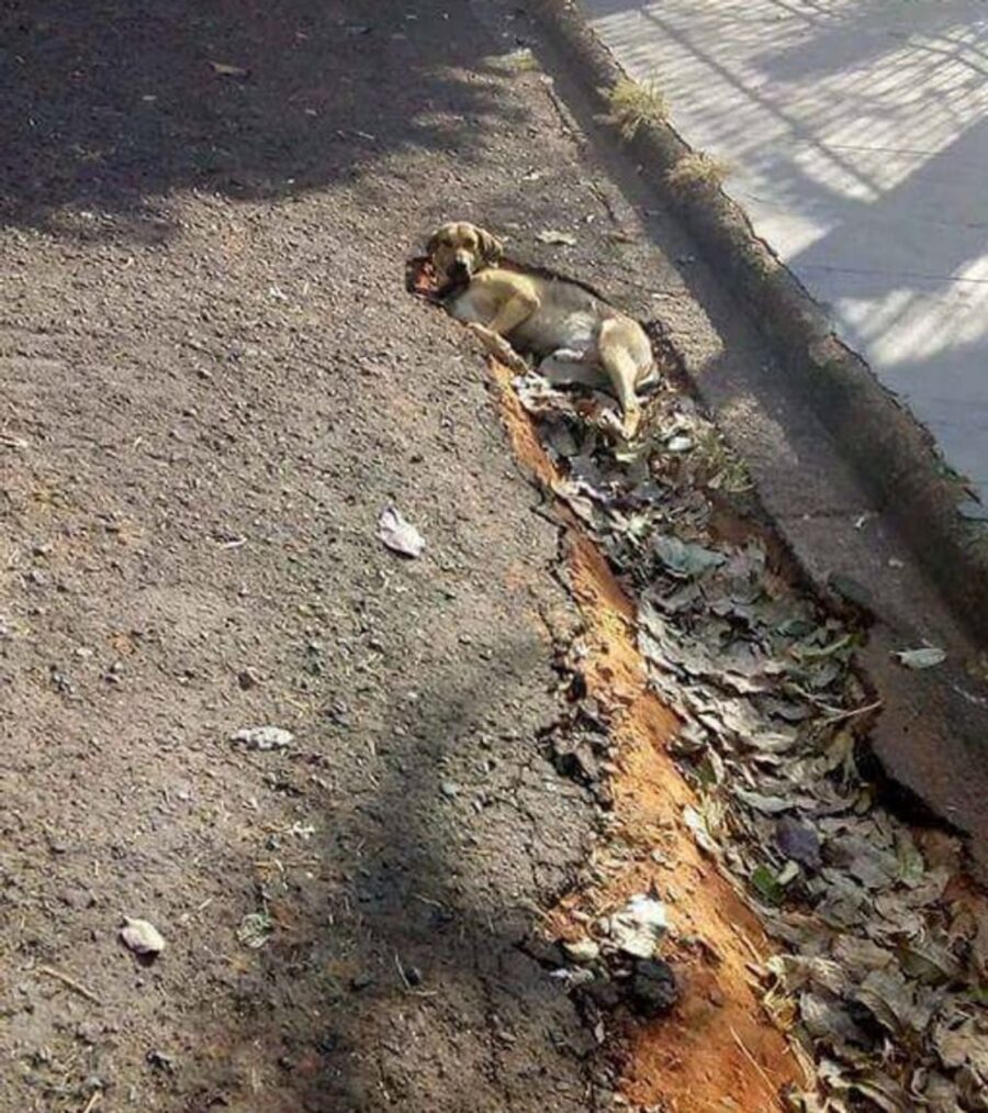 cane asfalto