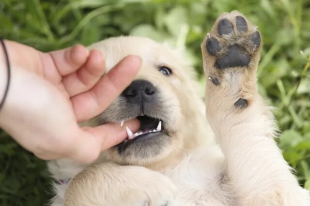 5 foto che ti faranno capire che i cani sono le creature più simpatiche di sempre