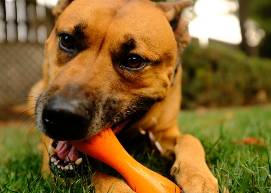 cane tenero