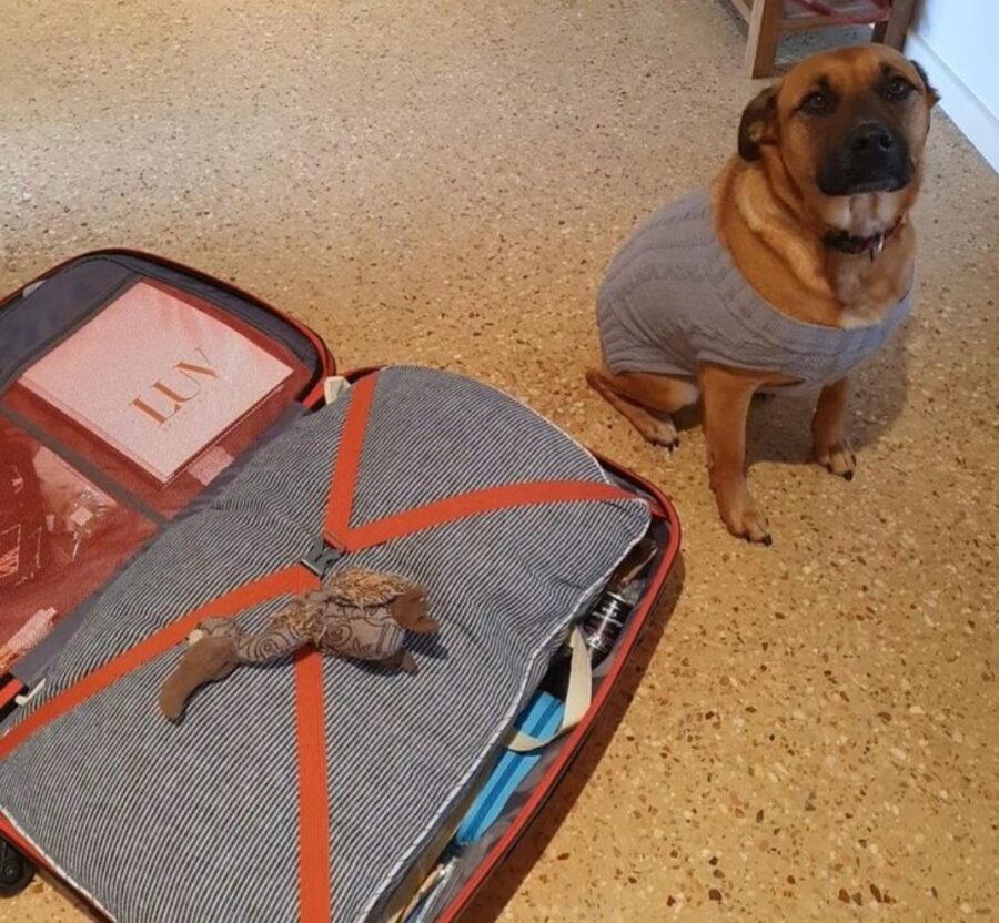 cane giochino valigia