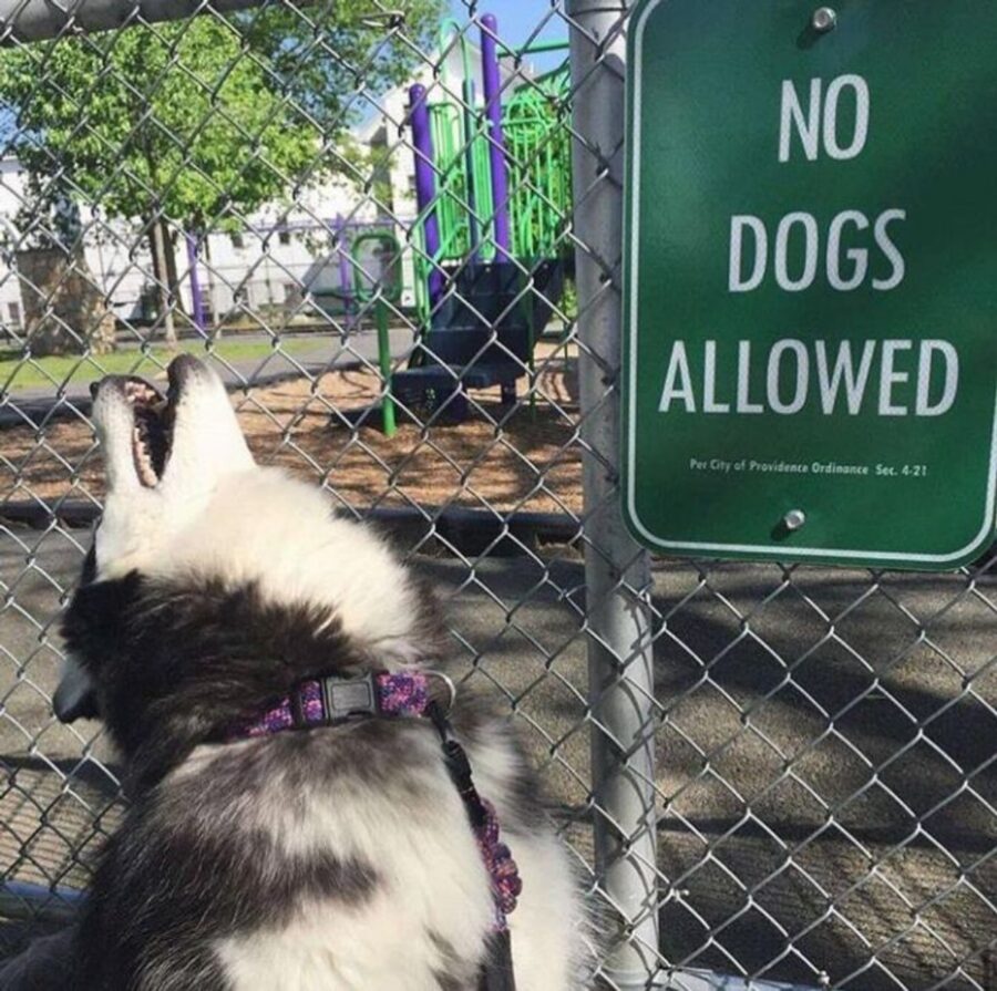 cane ulula cartello
