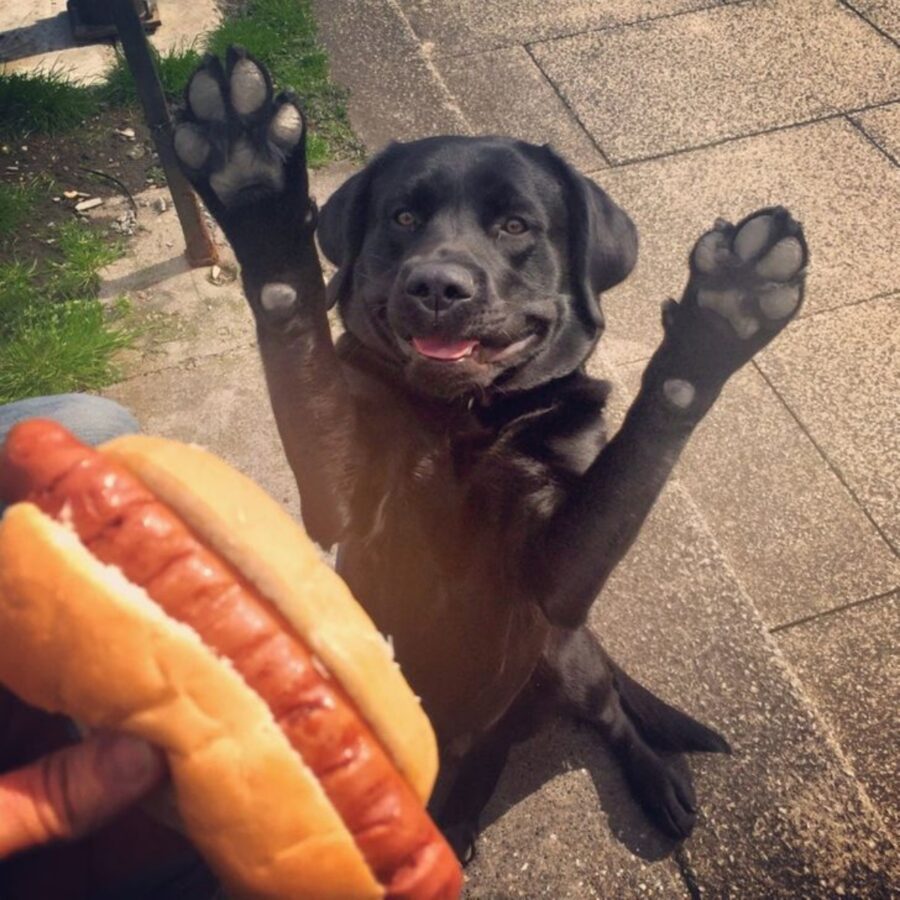 cane hot dog