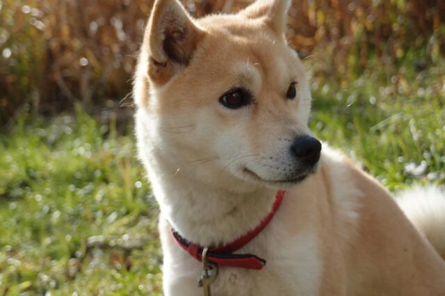 6 foto di cani che sapranno rimediare a qualsiasi forma di tristezza