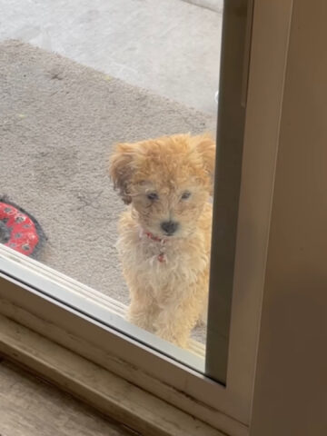 Cagnolina insegna a sua sorella minore come usare la porticina per cuccioli