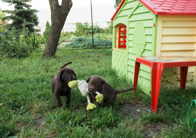 Labrador lasciano una lettera di scuse alla postina dopo averle rubato il pranzo